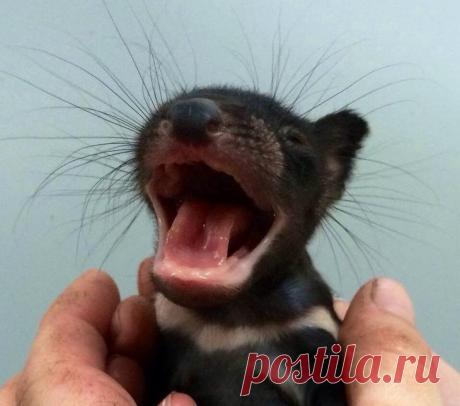 17 мимишных детенышей, перед чьим обаянием не устоит и самый черствый человек