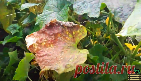 Рассказываю, чем сейчас пролить грядки под огурцы на следующий год. Никаких болезней больше не будет. Урожай до ноября | Удачный урожай | Яндекс Дзен