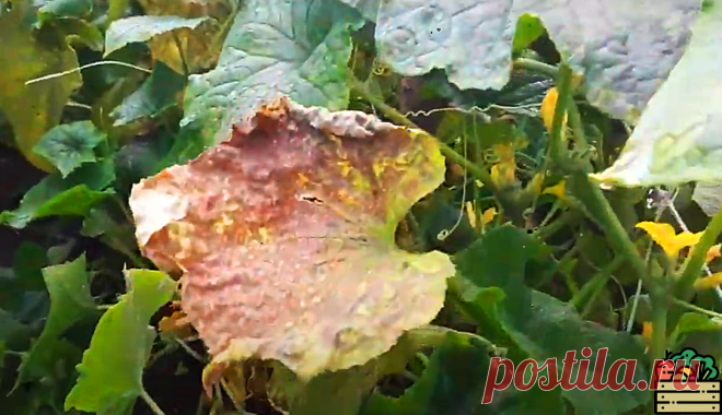 Рассказываю, чем сейчас пролить грядки под огурцы на следующий год. Никаких болезней больше не будет. Урожай до ноября | Удачный урожай | Яндекс Дзен