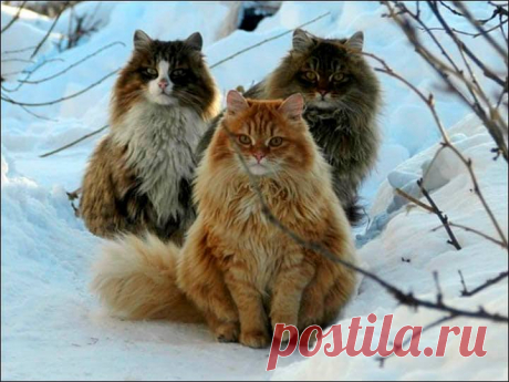 (1) Сказочная карта России / "Кошляндия" - сказочное местечко в Алтайском крае!