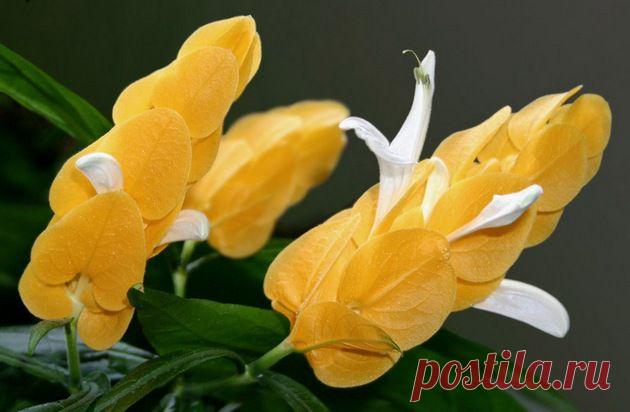 Сложности посадки и выращивания пахистасиса — Сад на подоконнике