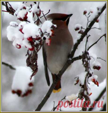 Свиристель