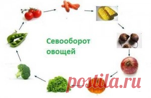 Севооборот. Чередование культур на участке.  | Сад и Огород