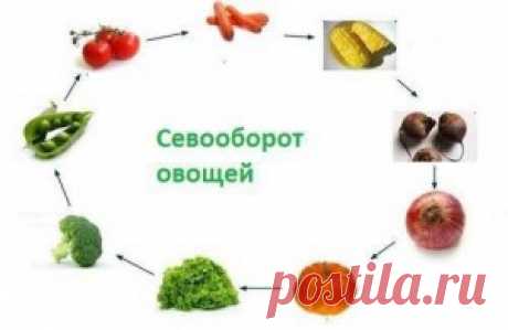 Севооборот. Чередование культур на участке.  | Сад и Огород