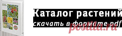 Дачный клуб > Не работа, а удовольствие > Сад плодовый и декоративный > Повышаем урожай малины