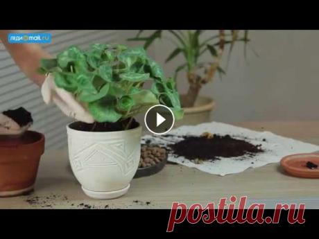 Как пересаживать комнатные растения Lady.Mail.Ru - самый популярный женский сайт рунета. Нас читают 20 миллионов! Присоединяйтесь - https://lady.mail.ru При правильном уходе комнатные рас...