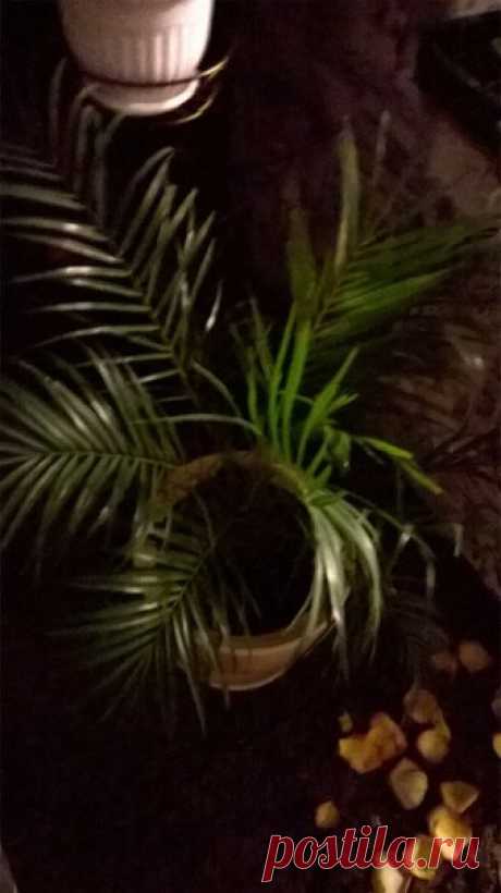 Рубрика S O S 💀 Здравствуйте. Извините за качество. У пальмы сохли кончики сильно. Думала не хватает влаги. Делала душ, поливала хорошо. Срезала сухое все. Каждое утро опрыскивание. И вот сегодня ужас - когда делала душ в ванной из земли полезли черви! Маленькие и тоненькие! Похожи на обычных дождевых! Как от них избавиться, чтобы не пострадала пальмочка моя. Очень переживаю. Земля была покупная и откуда черви взялись не понятно. I ♥ Flowers Екатерина Себрова