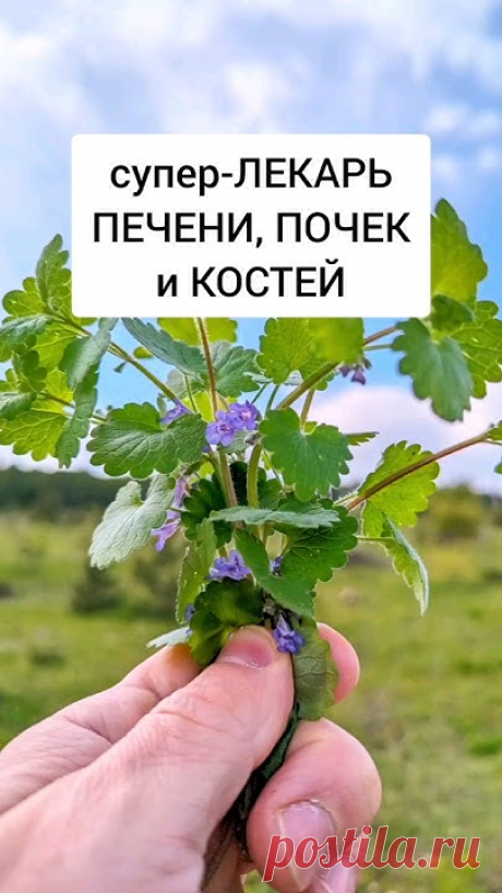 Будра - супер-лекарь почек, печени и костей #травы #лекарственныетравы #травник #дикоросы