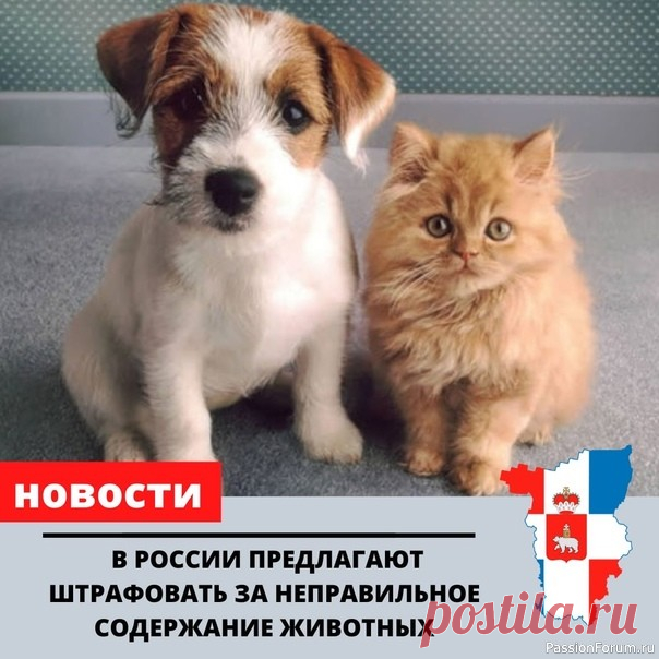 Штрафы за неправильное содержание домашних животных в России Госдума приняла в первом чтении законопроект о введении штрафов за неправильное содержание животных. Максимальная сумма взыскания составит 10 тысяч рублей. В пятигорском питомнике Татьяны Самбуровой – около 30 собак. В первую очередь здесь занимаются разведением редкой породы –...