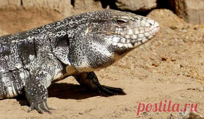 Snake-Sized Toxic Worms And Dog-Sized Lizards Invading US States - UNILAD