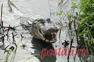 Крокодилья исповедь: хищники-мясоеды иногда едят фрукты - новости экологии на ECOportal