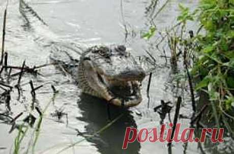 Крокодилья исповедь: хищники-мясоеды иногда едят фрукты - новости экологии на ECOportal