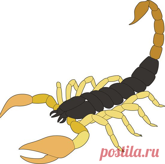 Скорпион в векторе. | Векторные рисунки | Кисти для фотошопа, векторные изображения, картинки, рисунки в векторе, текстуры, PSD, EPS, AI