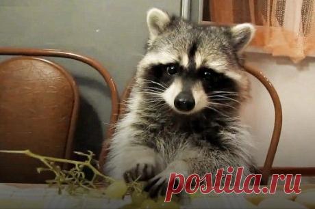 Как вирусные видео превратились в бизнес — Рамблер.Новости