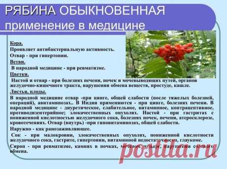 Рябина обыкновенная - применение в медицине