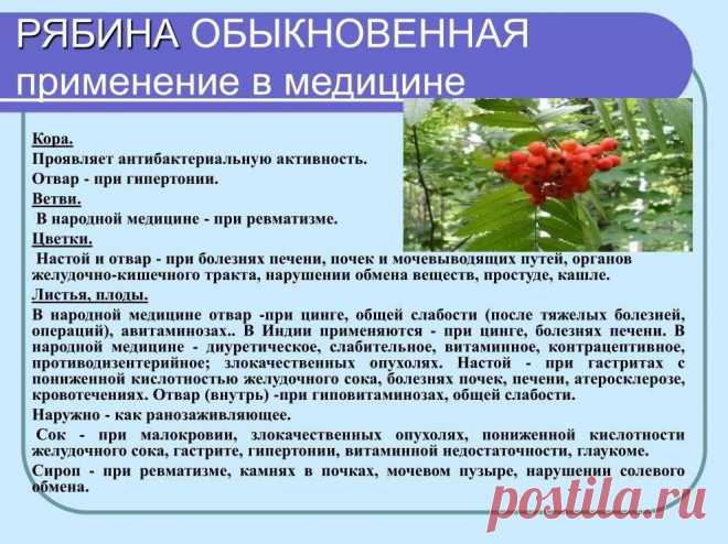 Рябина обыкновенная - применение в медицине