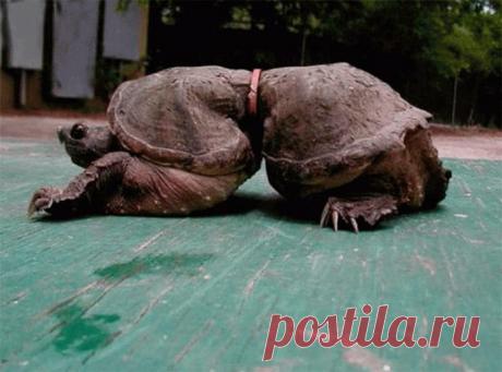 Когда ученые вскрыли погибшего кашалота, они были в шоке от увиденного