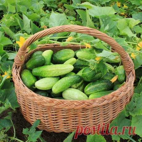 11 секретов хорошего урожая огурцов / огурцы / 7dach.ru