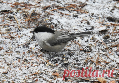 Автор: Сергей Цыплаков

Буроголовая гаичка или пухляк (Parus montanus)
Пискаревский парк
30.11.2019 г.