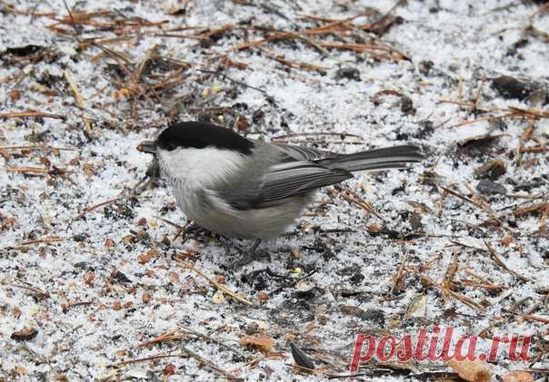 Автор: Сергей Цыплаков

Буроголовая гаичка или пухляк (Parus montanus)
Пискаревский парк
30.11.2019 г.