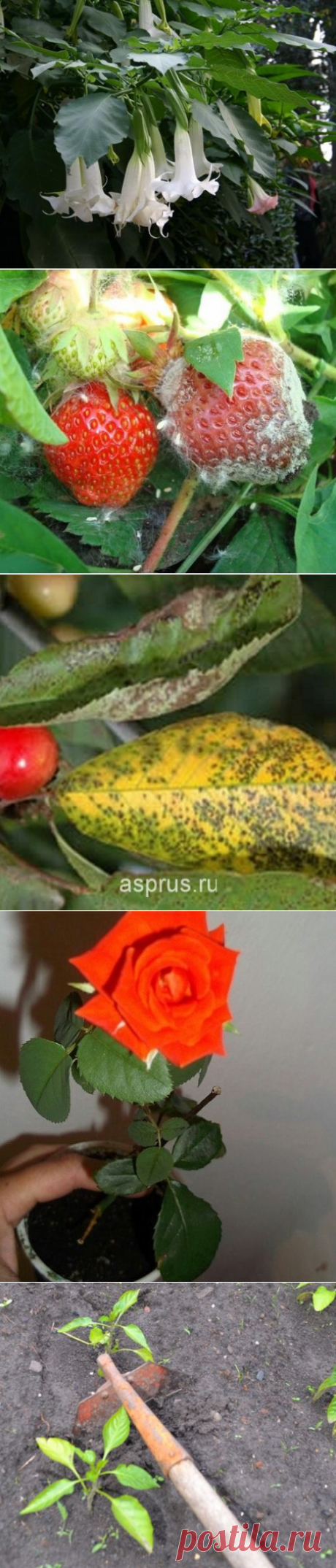 10 полезных советов садоводам и огородникам - МирТесен:
-- 3 ПРИЧИНЫ, ПО КОТОРЫМ ГИБНЕТ ДЕРЕВО.
--  ПОЧЕМУ ГНИЕТ ЗЕМЛЯНИКА И КАК ЭТОГО ИЗБЕЖАТЬ?
-- ОПАСНАЯ КРАСОТА НА ВАШЕЙ ДАЧЕ — 10 ЯДОВИТЫХ РАСТЕНИЙ.
--  ПОЛЕЗНЫЕ СОВЕТЫ ОГОРОДНИКАМ.
--  УКОРЕНЯЕМ РОЗУ ИЗ БУКЕТА.
--  ПРО МОРКОВЬ. 
--  КАК ВЫРАСТИТЬ ФИНИКОВУЮ ПАЛЬМУ ИЗ СЕМЕЧКИ.
--  СТИМУЛЯТОРЫ ОБРАЗОВАНИЯ КОРНЕЙ ИЗ ПОДРУЧНЫХ СРЕДСТВ.
--  У ВАС ЕЩЕ НЕ РАСТЕТ ИРГА? ПОСАДИТЕ ОБЯЗАТЕЛЬНО!