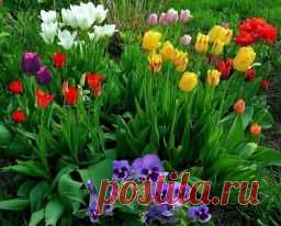 Клумба из тюльпанов - Садоводка