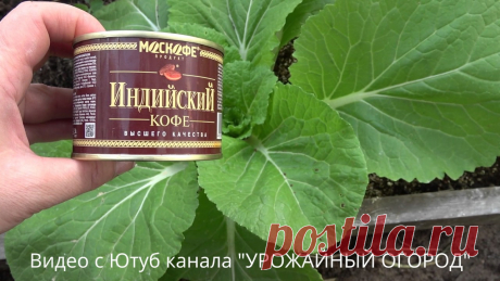КОФЕ - СУПЕР СРЕДСТВО ОТ СЛИЗНЕЙ И УЛИТОК! Каждый дачник мечтает о богатом урожае, но чтобы его получить, придется приложить немало усилий. Кроме плохой погоды, засухи или града свести на нет все резу...