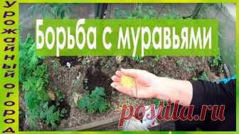 САМЫЙ ЛУЧШИЙ И ПРОСТОЙ СПОСОБ БОРЬБЫ С МУРАВЬЯМИ!!!