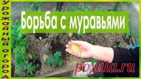 САМЫЙ ЛУЧШИЙ И ПРОСТОЙ СПОСОБ БОРЬБЫ С МУРАВЬЯМИ!!!