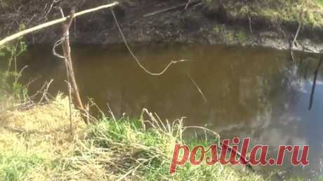 Нашли полный ручей сазана! Паук ходил ходуном от этих рыбин! | Венак из Сибири | Дзен