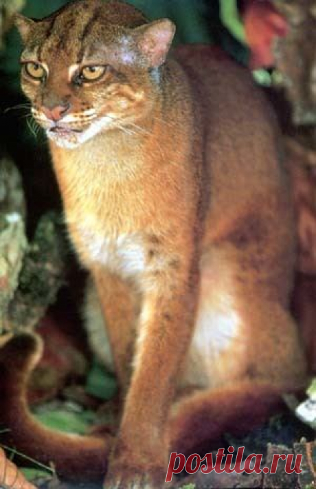 Гнедой кот ru.knowledgr.com