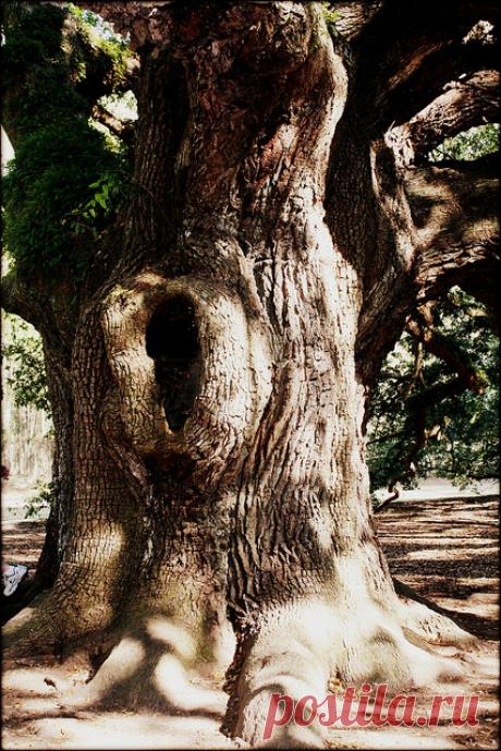 Необыкновенное дерево "Дуб Ангела"