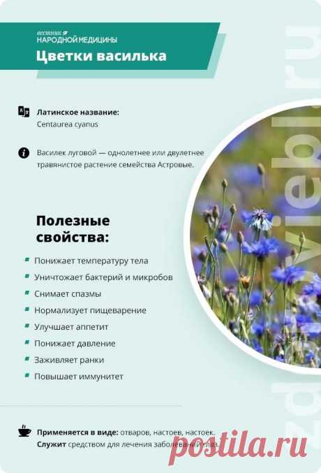 Цветы василька