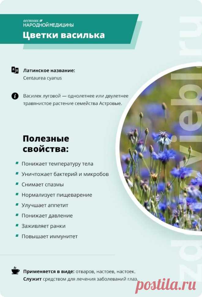 Цветы василька