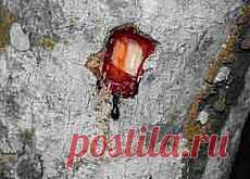 Олигомерные проантоцианидины
История, приведшая к открытию проантоцианидинов, началась зимой 1534 г. в канадском заливе Св. Лаврентия. Французский исследователь Жак Картье со своим экипажем вынужден был высадиться на берег из-за непроходимых льдов. Имея минимум провизии и никаких свежих овощей и фруктов, им пришлось довольствоваться соленым мясом и галетами.
Зима была суровой, и путешественники вскоре стали