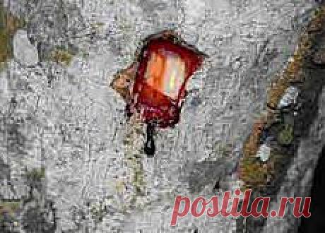 Олигомерные проантоцианидины
История, приведшая к открытию проантоцианидинов, началась зимой 1534 г. в канадском заливе Св. Лаврентия. Французский исследователь Жак Картье со своим экипажем вынужден был высадиться на берег из-за непроходимых льдов. Имея минимум провизии и никаких свежих овощей и фруктов, им пришлось довольствоваться соленым мясом и галетами.
Зима была суровой, и путешественники вскоре стали