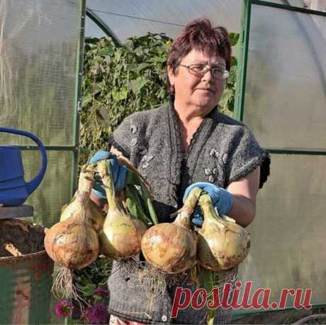 Лук китайским способом - попробуйте, не пожалеете! - С нами вкусно! - медиаплатформа МирТесен В этом году лук у нас в огороде вырос на диво. Луковицы необыкновенно крупные, здоровые, ярко-оранжевого цвета, что свидетельствует о хорошей зрелости. Правда, довольно плоской формы, что не совсем отвечает его сортовому признаку. Дело в том, что мы впервые воспользовались китайским способом —...