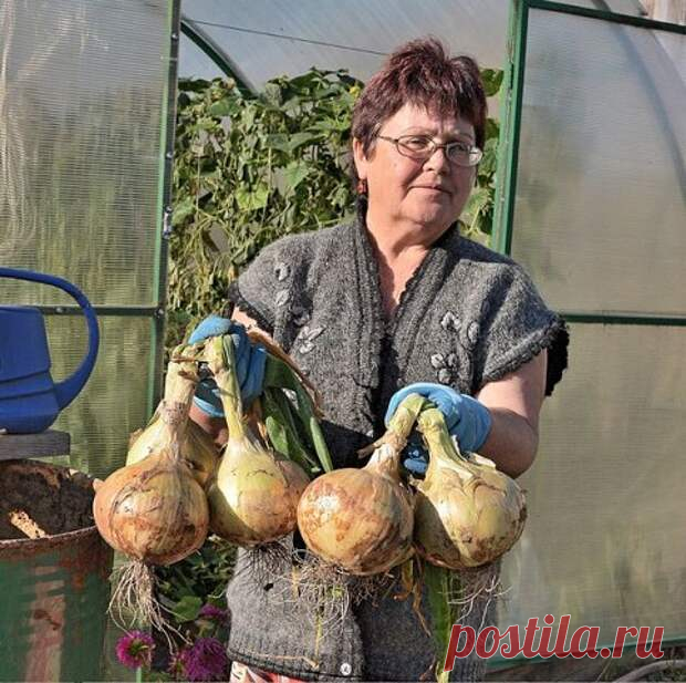 Лук китайским способом - попробуйте, не пожалеете! - С нами вкусно! - медиаплатформа МирТесен В этом году лук у нас в огороде вырос на диво. Луковицы необыкновенно крупные, здоровые, ярко-оранжевого цвета, что свидетельствует о хорошей зрелости. Правда, довольно плоской формы, что не совсем отвечает его сортовому признаку. Дело в том, что мы впервые воспользовались китайским способом —...