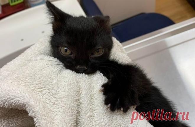 Драматические актёры из мира животных / Питомцы