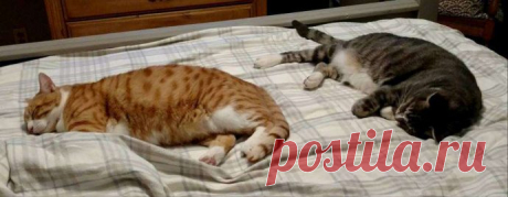 Кот с рулоном от скотча на шее… Что может быть печальнее? К счастью, жизнь Валентина сейчас совсем другая