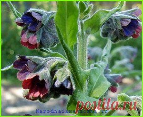 Чернокорень | Цветочки