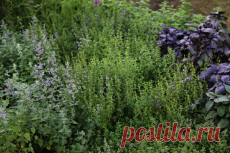 Пряный садик