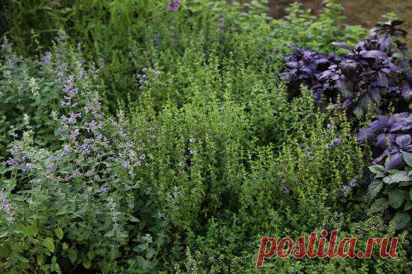 Пряный садик