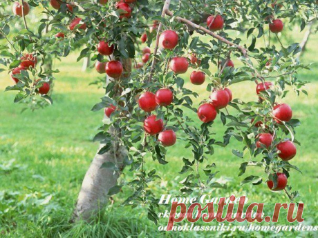 Home garden|Сад, огород, растения дома