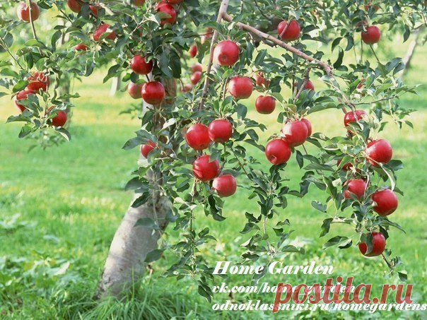 Home garden|Сад, огород, растения дома