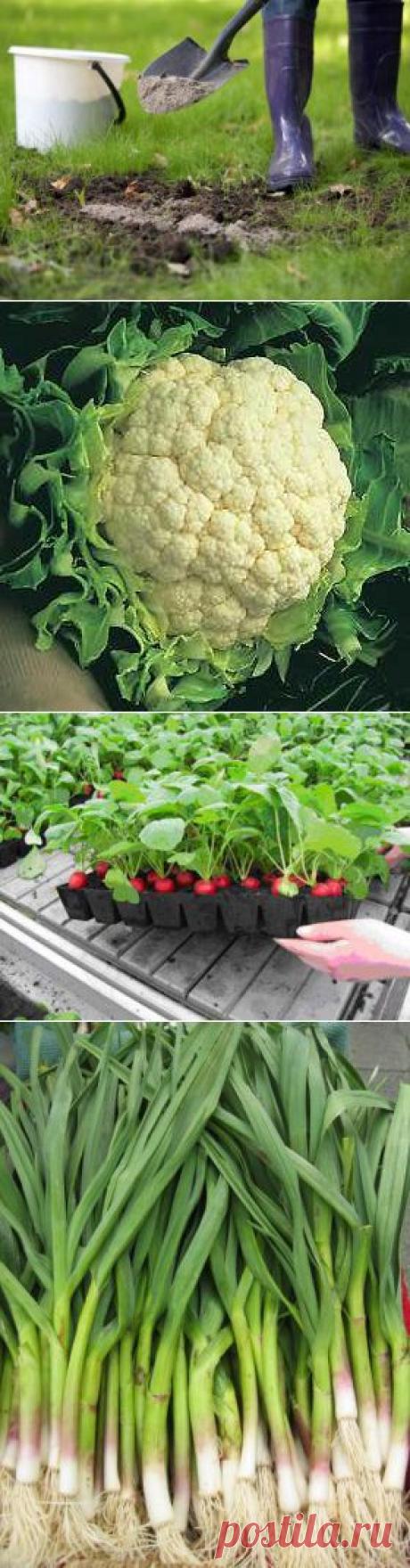 Шпаргалка на лето. Хотите знать, чем удобрять?