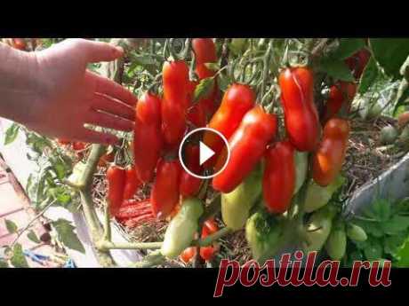 Лучшие сорта томатов открытого грунта 2021г. Самые урожайные и самые вкусные томаты открытого грунта 2021г. Семена моих томатов можно заказать на сайте:...