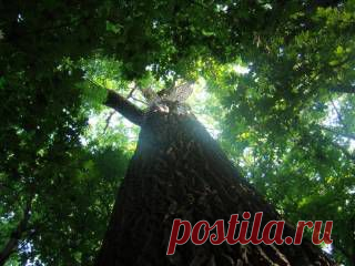 Дуб — дерево донор | ТАЙНЫ ВСЕЛЕННОЙ