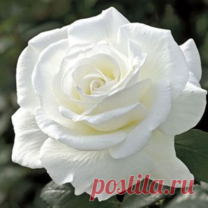 Sugar Moon Hybrid Tea Rose  |  Пин от пользователя Sara Church на доске Beautiful Roses