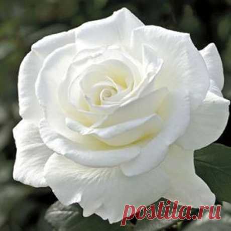 Sugar Moon Hybrid Tea Rose  |  Пин от пользователя Sara Church на доске Beautiful Roses